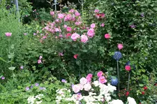 Rose John Clare0220.JPG