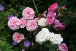 Rose Home & Garden0120.JPG