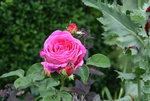 Rose Othello0320.JPG