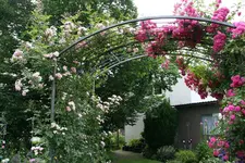 Rose Kirschrose 0420.webp