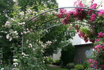 Rose Kirschrose 0420.JPG