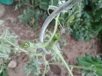 15936957488101238958768.webp