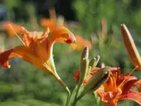 image001.webp