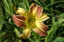 Jeanne Cathrine Steiner.jpg