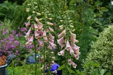 Digitalis0616.webp