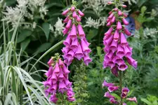 Digitalis1016.webp