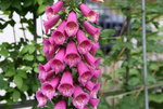 Digitalis1018.JPG