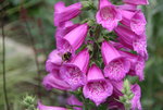 Digitalis1118.JPG