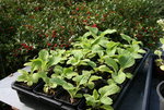 Digitalis1218.JPG
