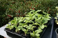 Digitalis1218.webp