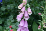 Digitalis1319.JPG