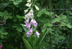 Digitalis1519.JPG