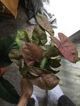 CC912858-B31B-4EDD-BEE0-C58799CC53AC.jpeg
