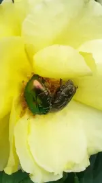 Rosenliebe.webp