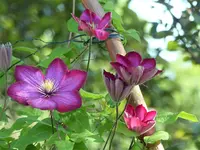 image001.webp