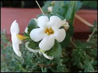 c018.webp