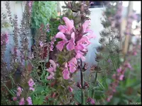 c019.webp