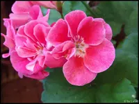 c021.webp