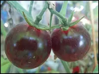 c024.webp
