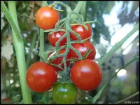 c025.webp