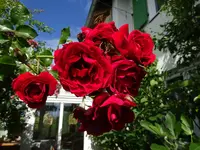 DSC01113.JPG