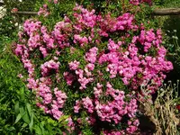 DSC01119.JPG