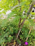 IMG_20200703_095701.jpg
