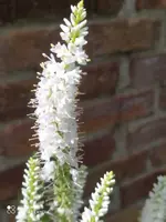 F69D2800-D390-4CA9-85F4-7F0F83921DA4.webp