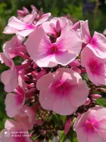 B240052F-75D3-4622-9422-2859631A18D5.webp