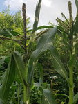 20200703_184620.jpg