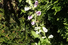 DSC00155.webp