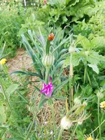 Garten 2020 (5668).webp