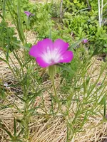 Garten 2020 (4567).webp