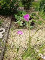 Garten 2020 (4013).webp