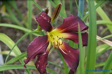 Brer Rabbits Baby.webp