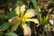 Dancing Summerbird.webp