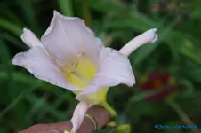 Phial of Gadriel.webp