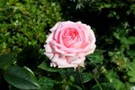 Sommergarten 3.jpg