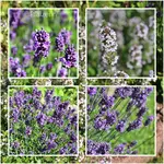 Sommergarten Lavendel und Thymian.webp
