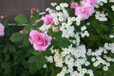 Rose Hl.Elisabeth 1020.JPG