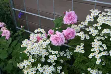 Rose Hl.Elisabeth 1120.webp