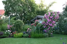 Rose Super Dorothy   0520.webp