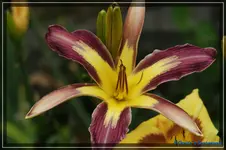 Lavender Arrow head.webp