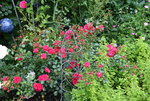 Rose Gärtnerfreude0420.JPG