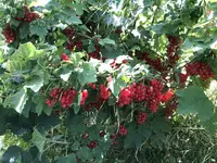 IMG_4988.JPG