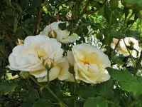 DSCF3863 (2).webp