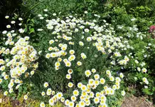 DSCF3855 (2).webp
