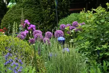 Juni   0620.webp