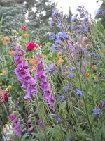 fingerhut ochsenzunge geum.webp