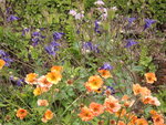 Geum Akelei.JPG